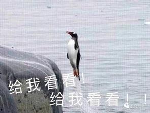 娱乐吃瓜君遛鸟大师是谁